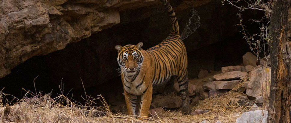 young tiger