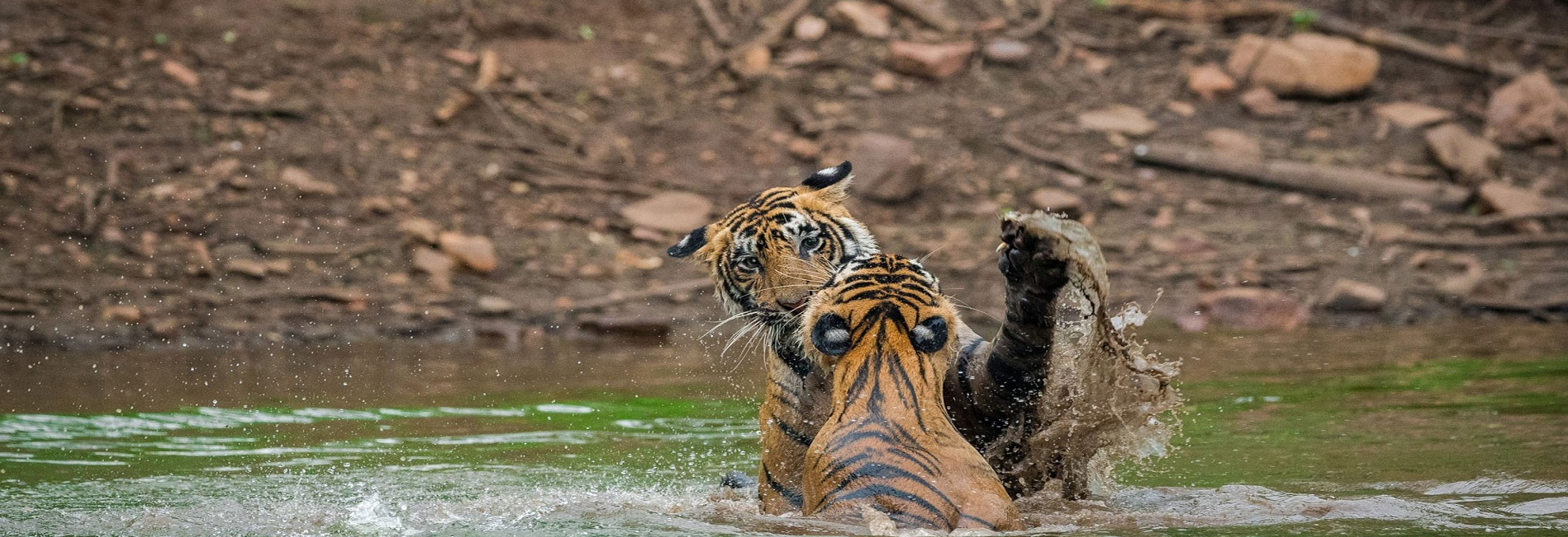tiger safari banner
