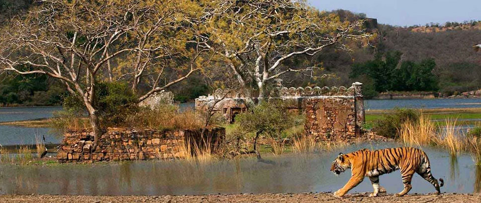 tiger safari