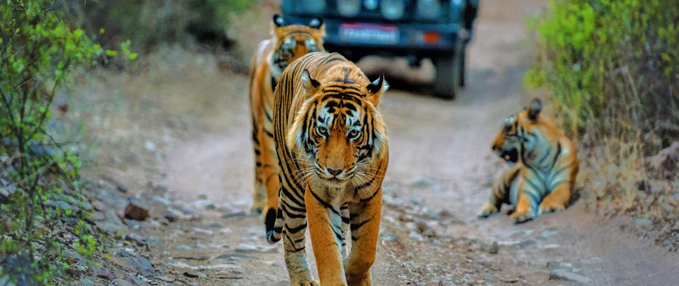 jungle tiger tips