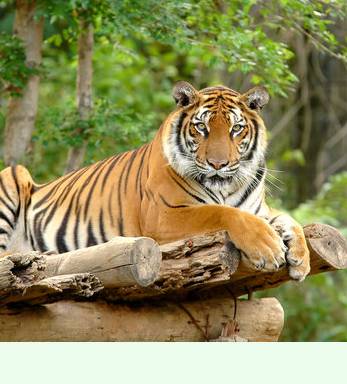 tiger visit