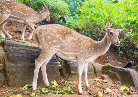 Jungle Deers